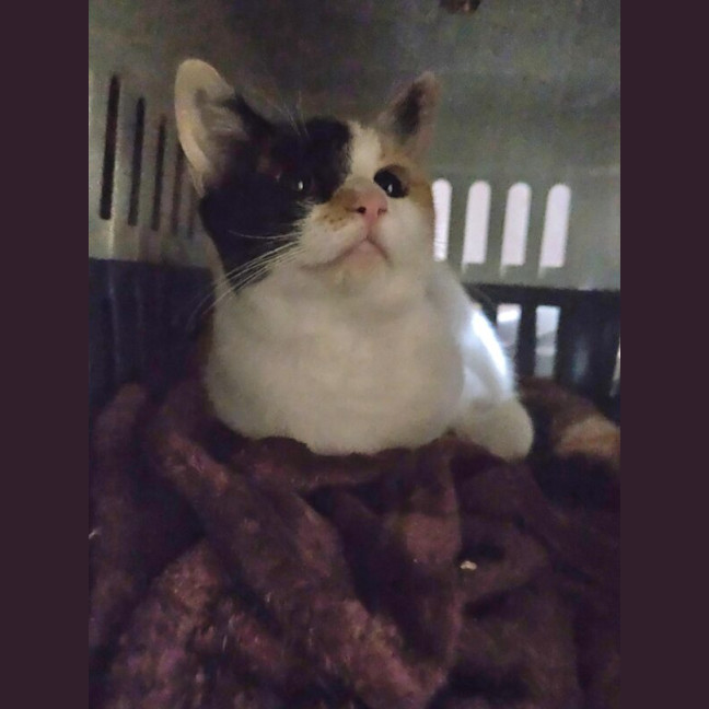 Photo of Patch