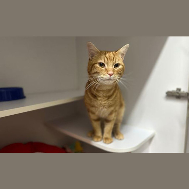 Photo of Blip