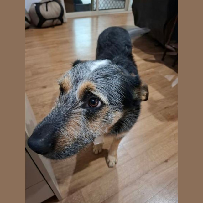 Photo of Buddy