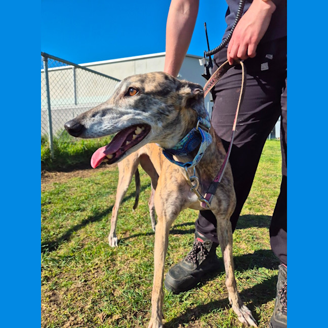 Photo of Penny (66826)