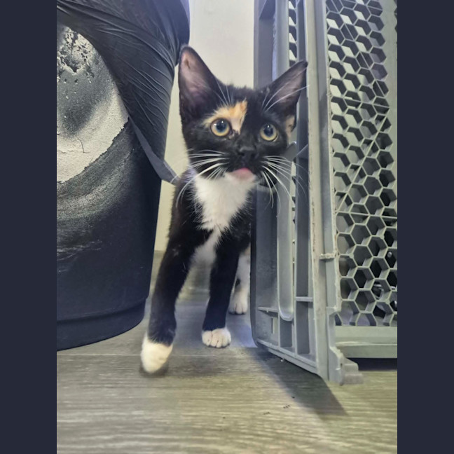 Photo of Whippy
