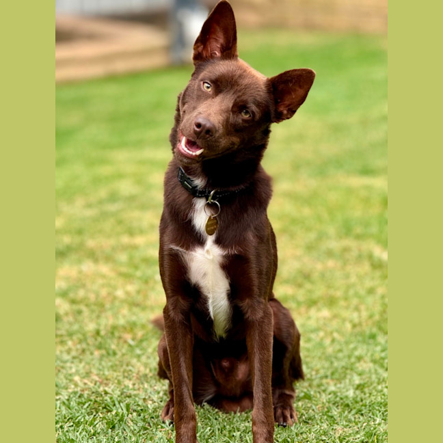 Photo of Max Brenner 🍫 