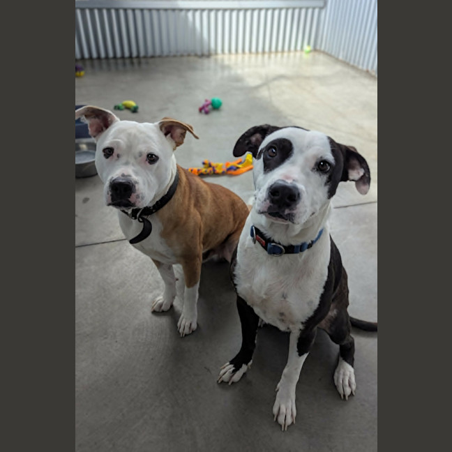 Photo of Chief & Patch