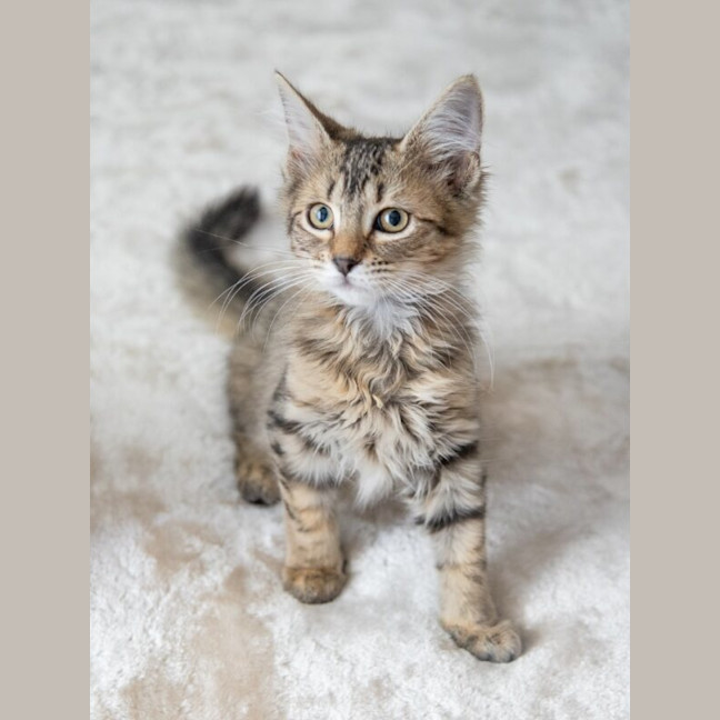 Photo of Pancake