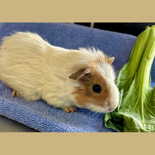 Photo of Cheddar