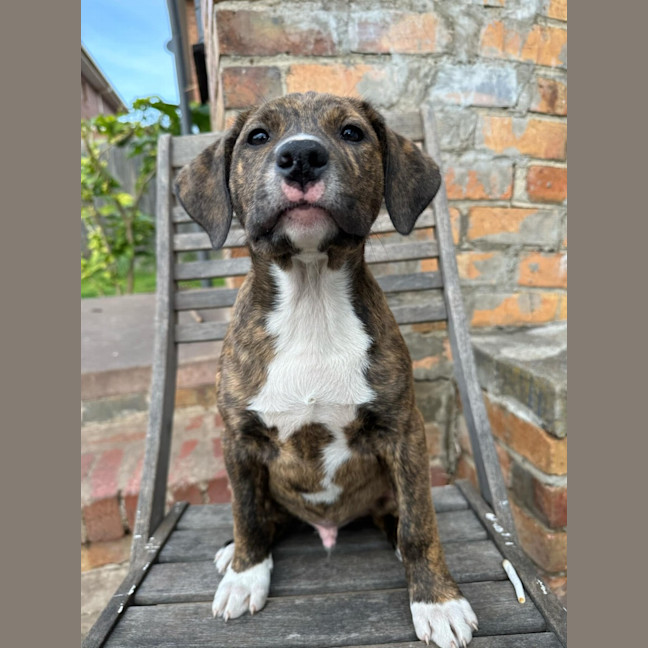 Photo of Bender B Rodriguez