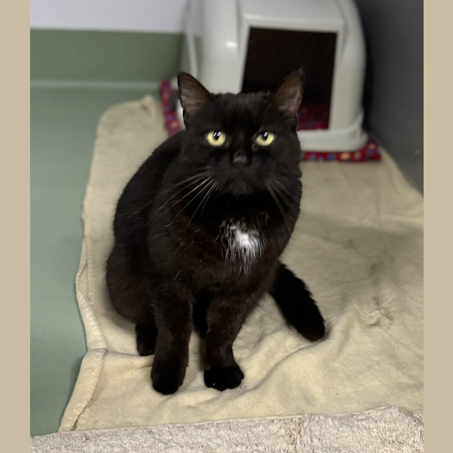 Photo of Salem
