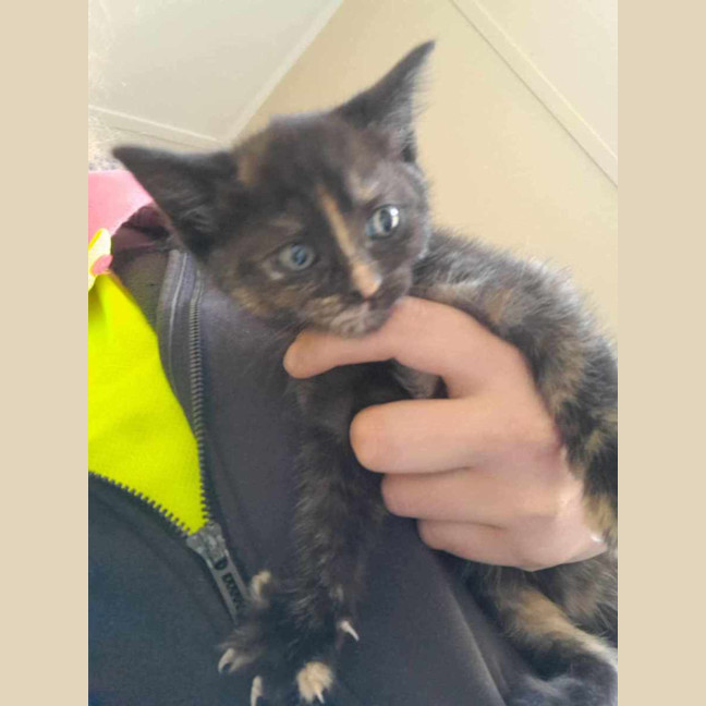 Photo of Charcoal **2nd Chance Cat Rescue**