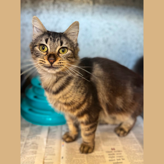 Photo of Zulu