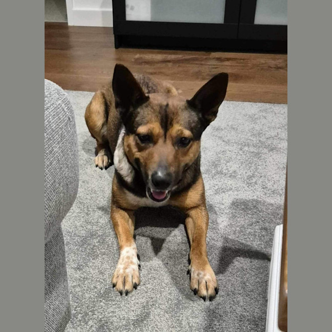 Photo of Ash   3 Year Old Kelpie X (Trial)