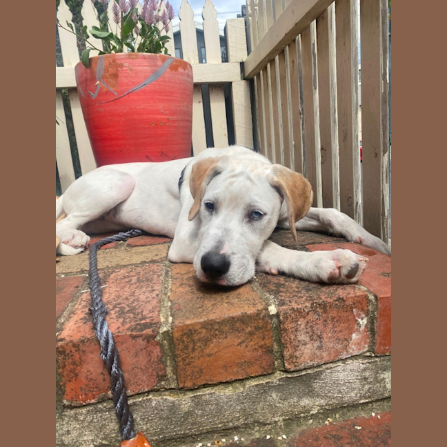 Photo of Bindi