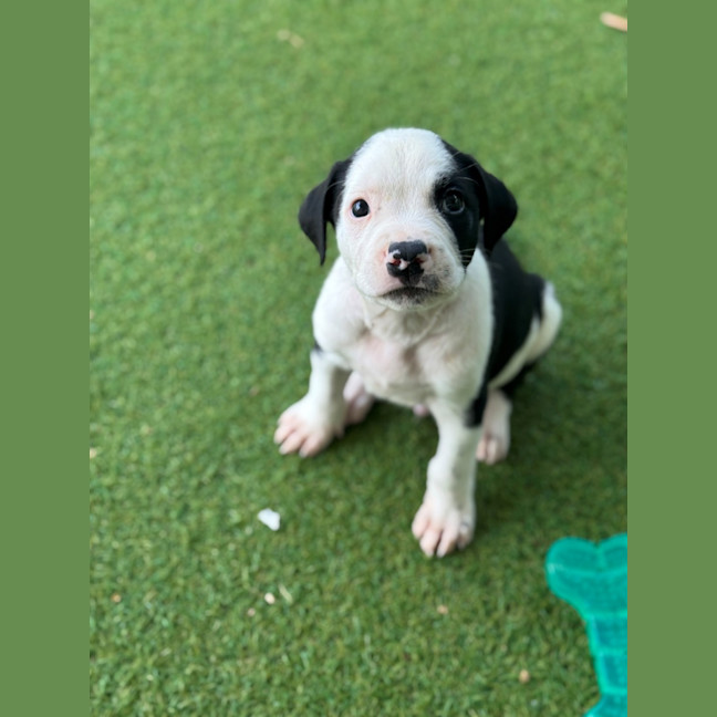 Photo of D1202 Monte