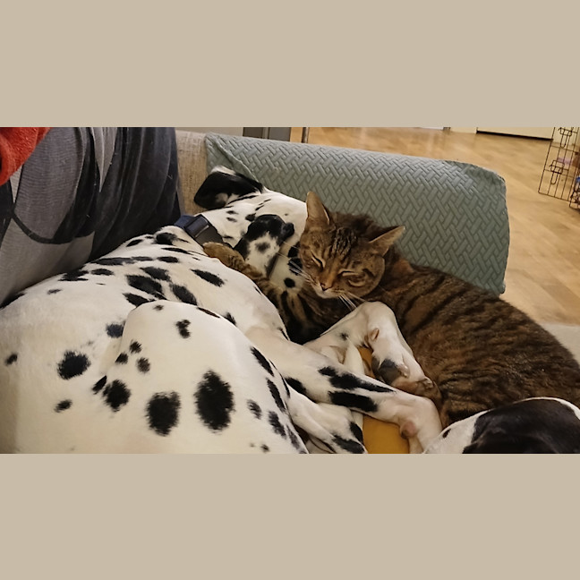 Photo of Scoot