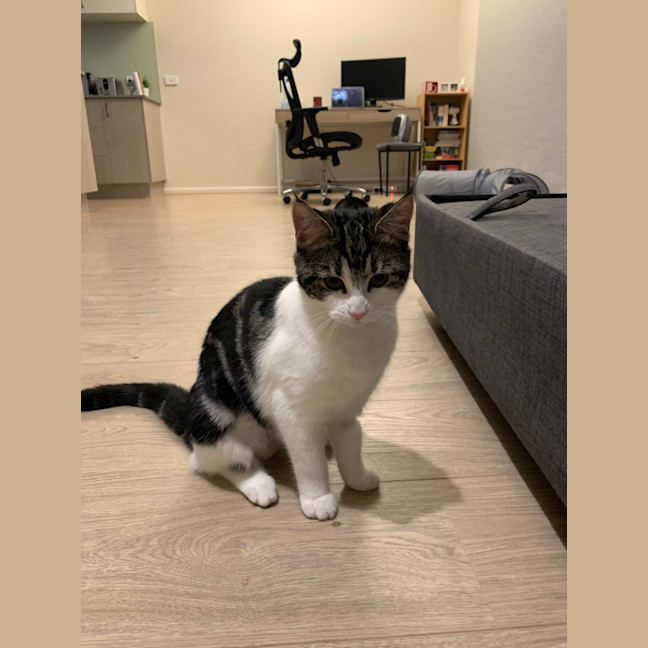 Photo of Poppy (Was Betty)