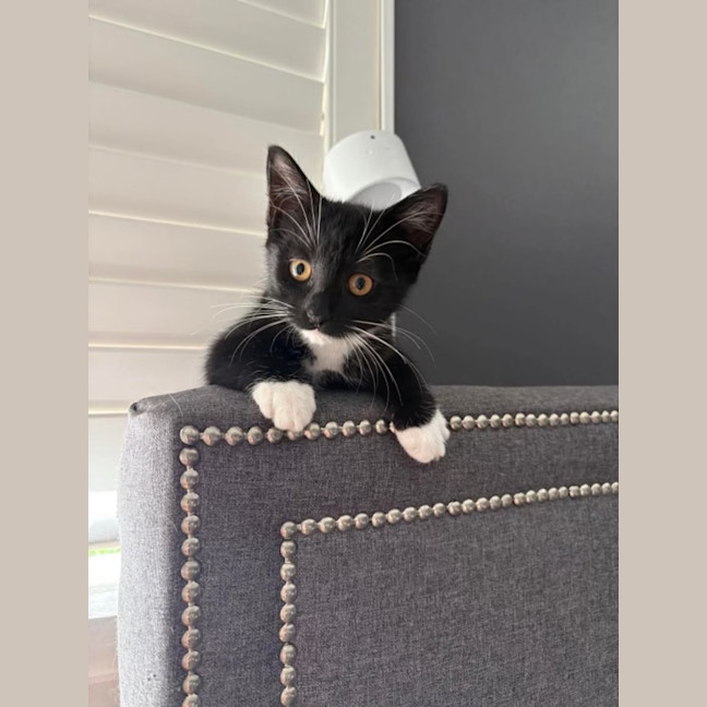 Photo of Orca