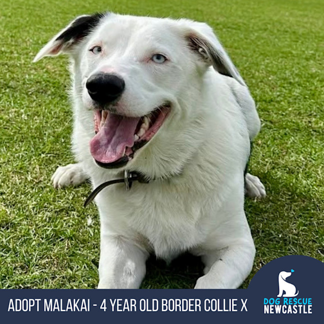 Photo of Malakai   4 Year Old Border Collie X Aus Shepherd