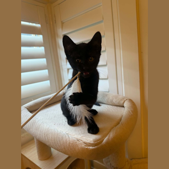 Photo of Maverick *9 Lives Project Rescue*