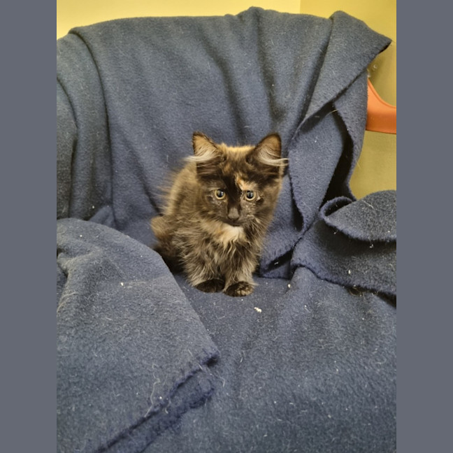 Photo of Evie