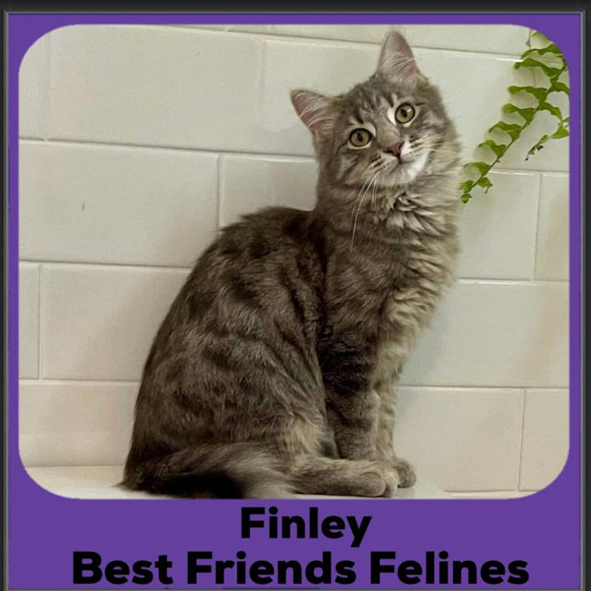 Photo of Finley