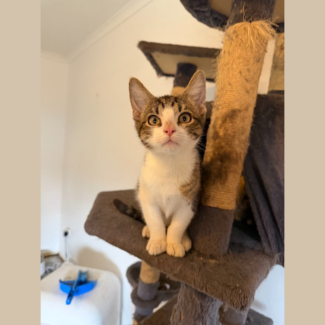 Photo of Albus
