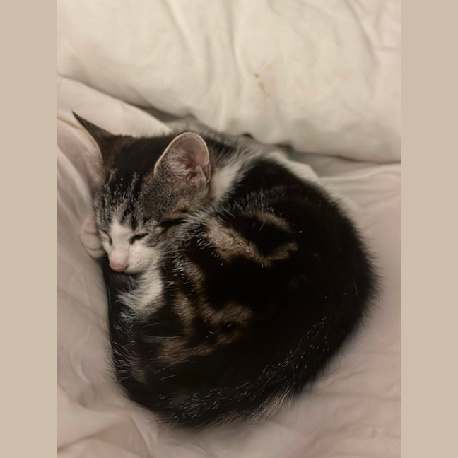 Photo of Lenni   In Foster In Oak Park