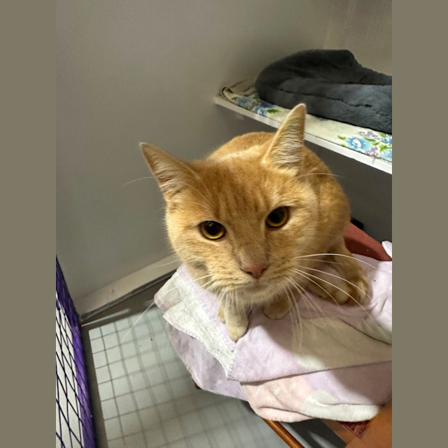 Photo of Ginger Meggs