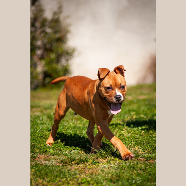 Photo of Beau
