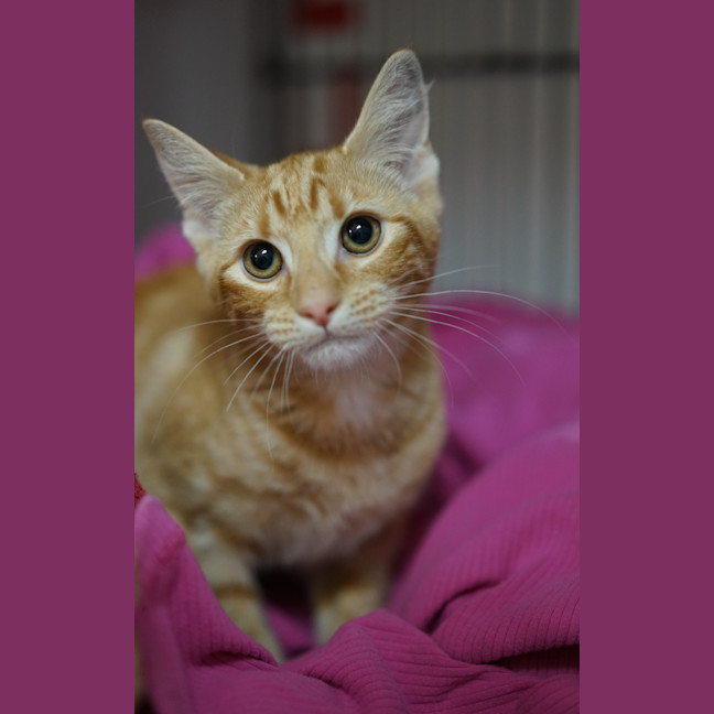 Photo of Chili