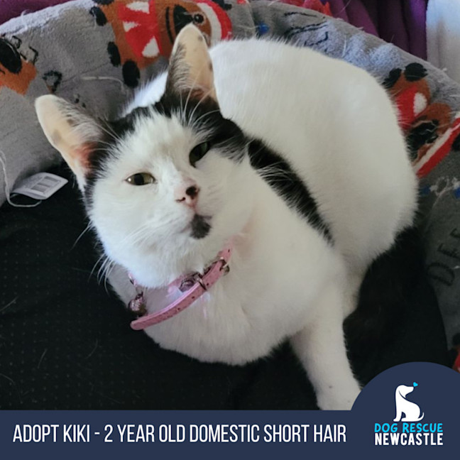 Photo of Kiki   2 Year Domestic Short Hair