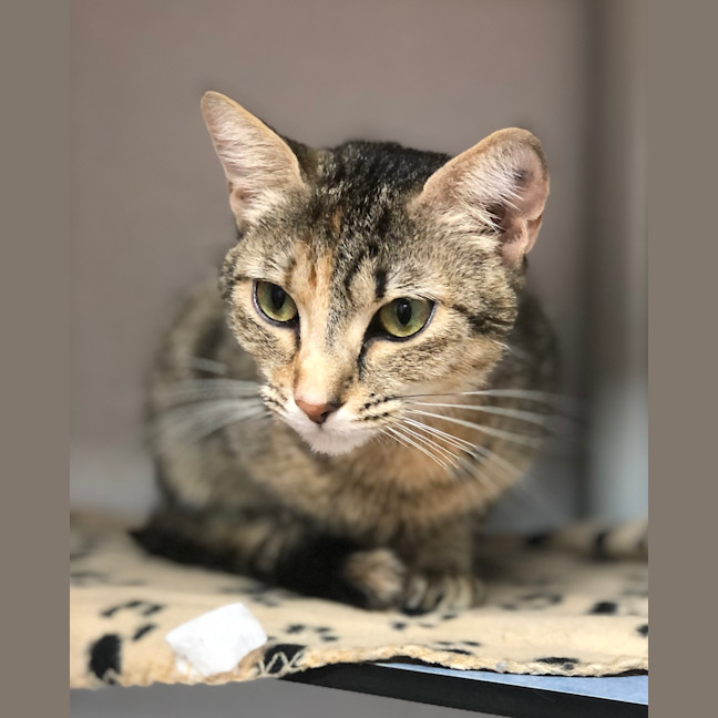 Photo of Lily
