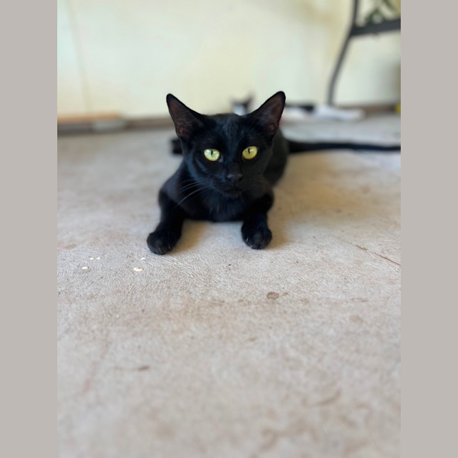 Photo of Clementine