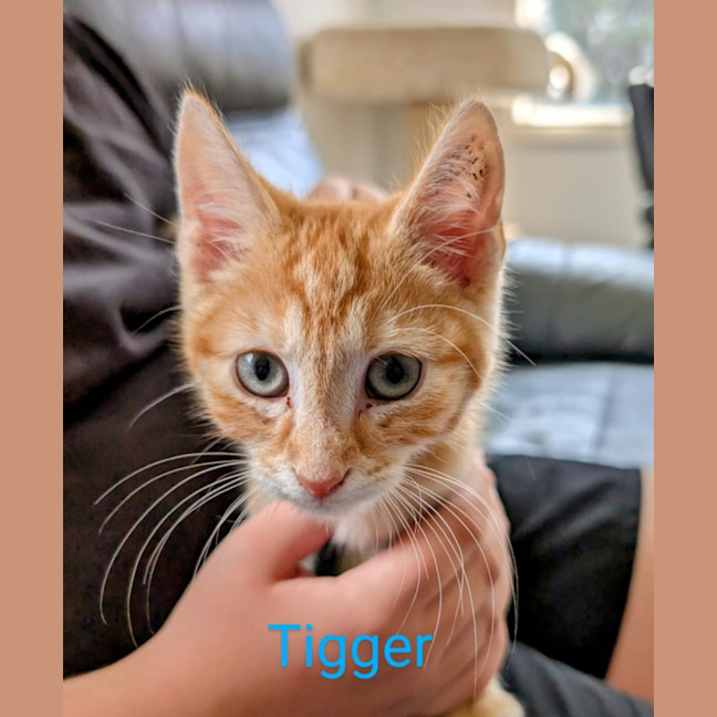 Photo of Tigger Meet Me@Petstock Carrum Downs Store