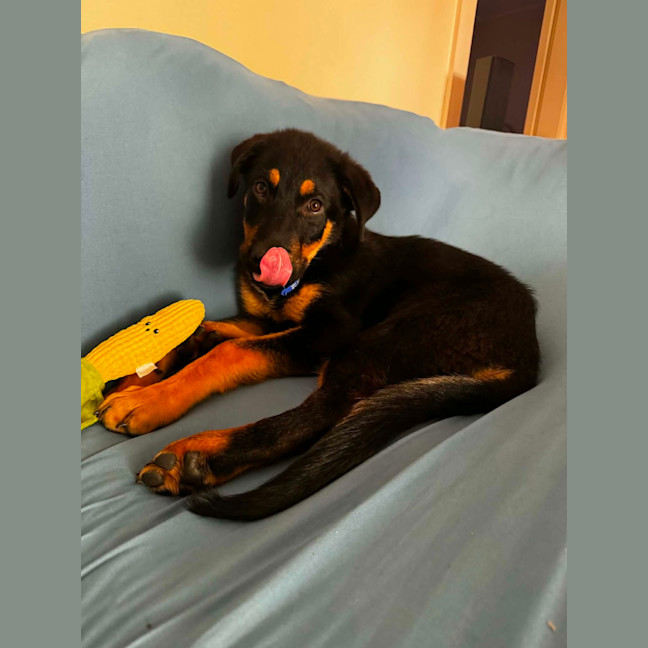 Photo of Skippy   4 Month Old Rottweiler X Shepherd