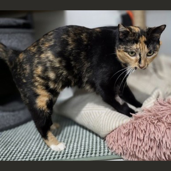 Photo of Trix