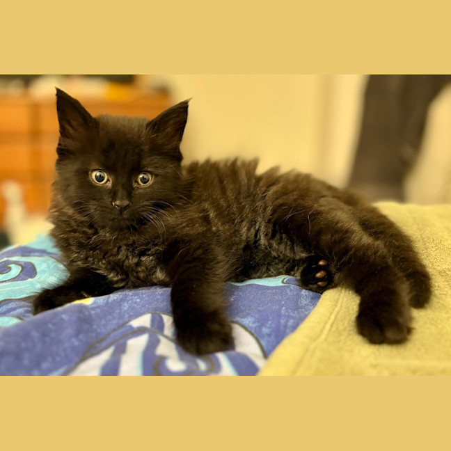 Photo of Tylenol Aka Ty