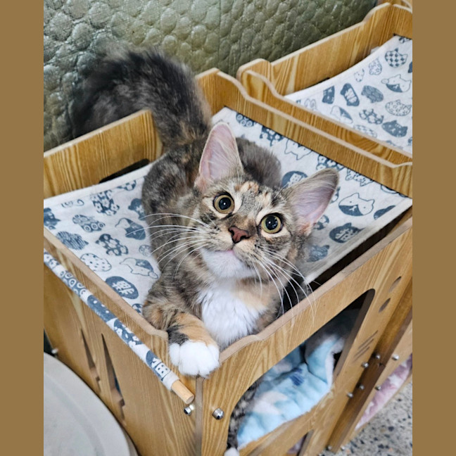 Photo of Fluffy