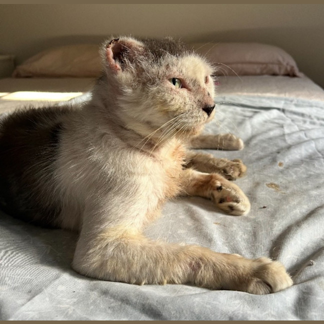 Photo of Archie