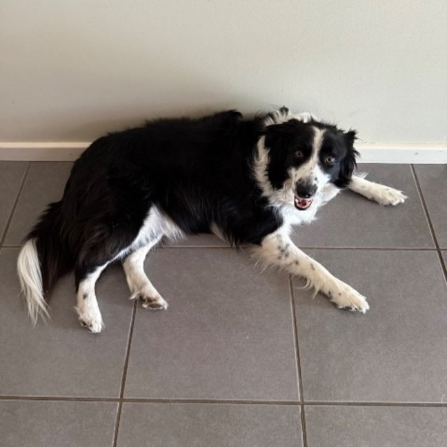 Photo of Jax