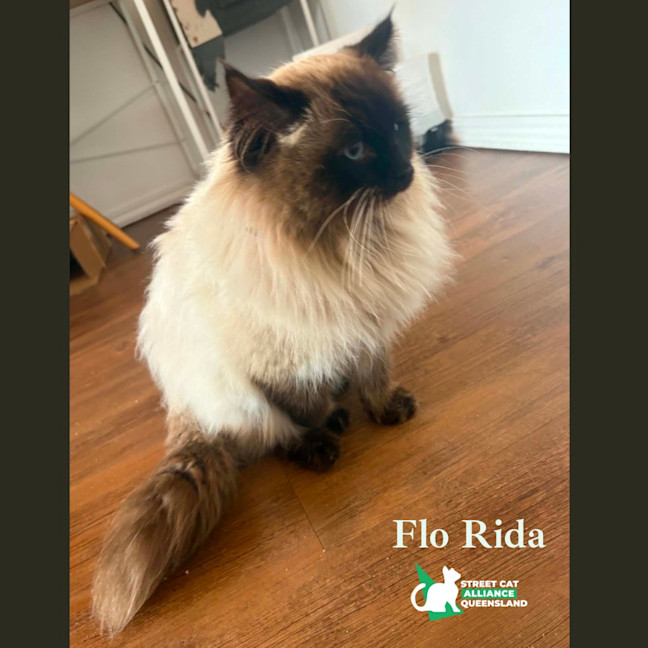 Photo of Flo Rida