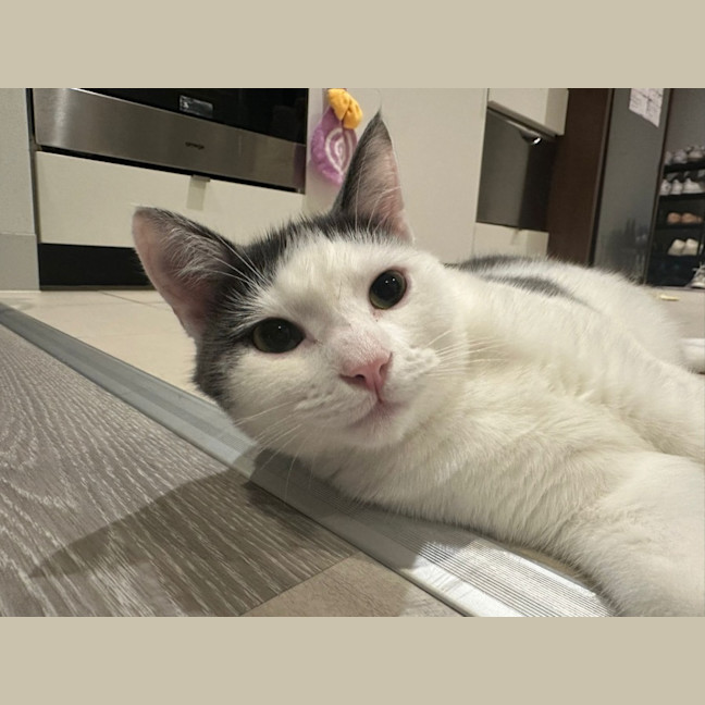 Photo of Silky