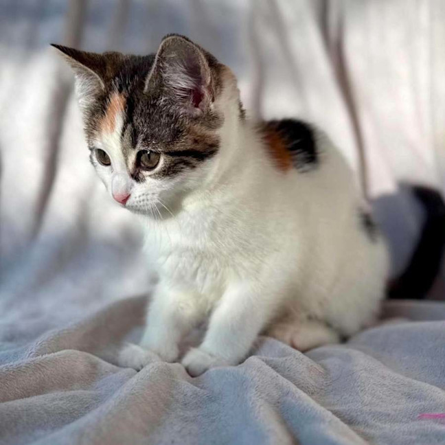 Photo of Lady Lamington   In Foster Care In Bentleigh
