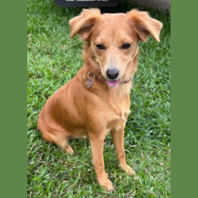 Photo of Nutmeg