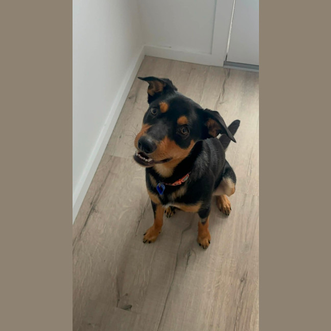 Photo of Rasem   10 Month Old Kelpie