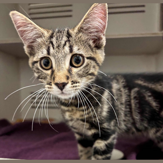 Photo of Preddy  Meet Me At Pe Tstock Zetland!