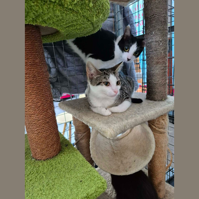 Photo of Henry ** 2nd Chance Cat Rescue **