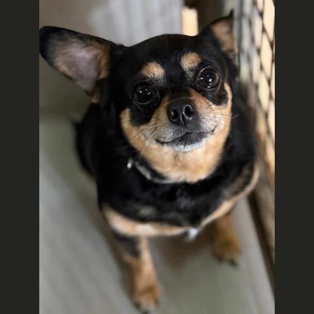 Photo of Ziggy