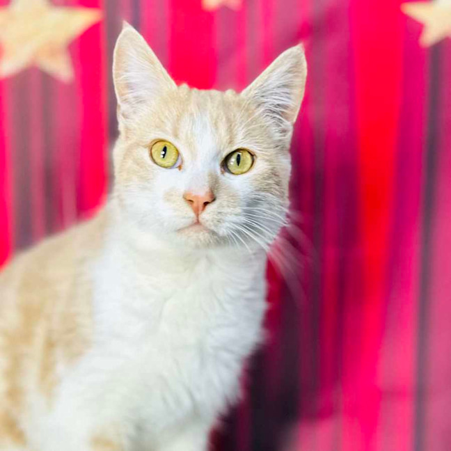 Photo of Jabba (Located In Coburg)