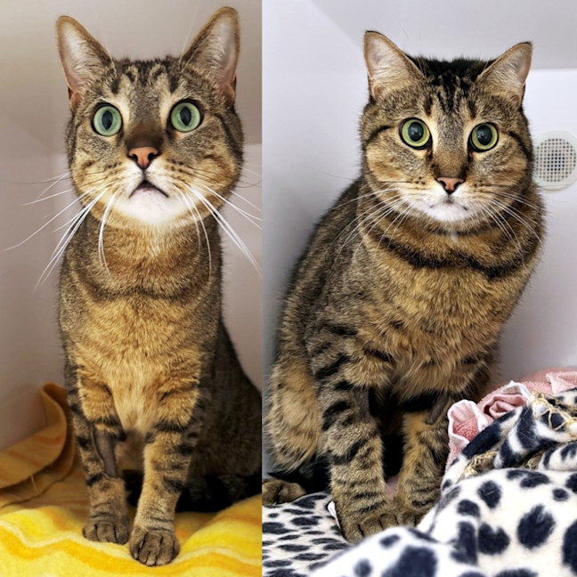 Photo of Nitro Sta013446 & Turbo Sta013447