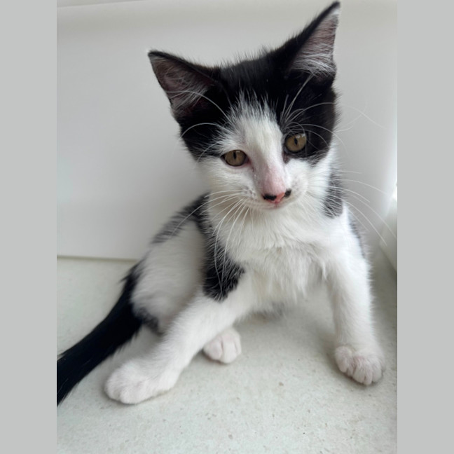 Photo of Coco Chanel