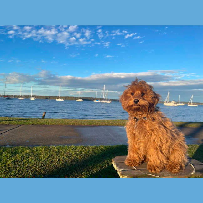 Photo of Darcy